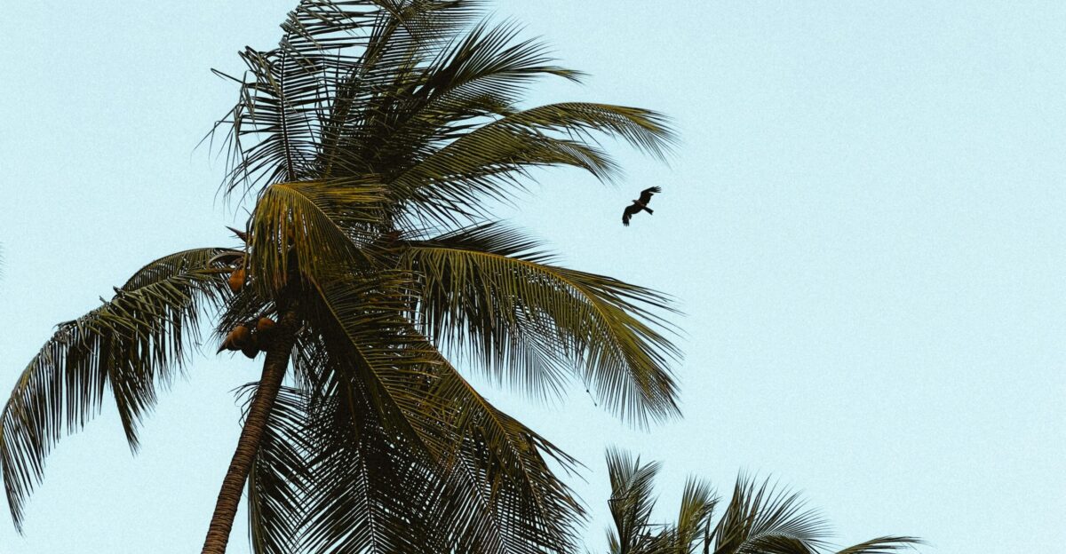 a bird is flying over a palm tree