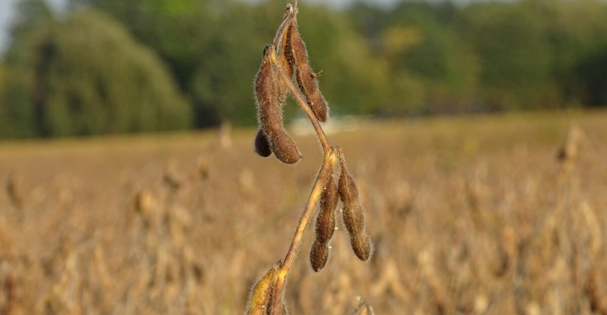 a seed plant in the middle of a field