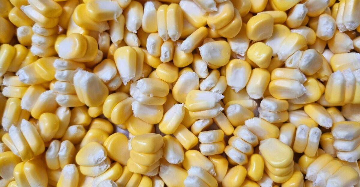 a bowl filled with corn on the cob