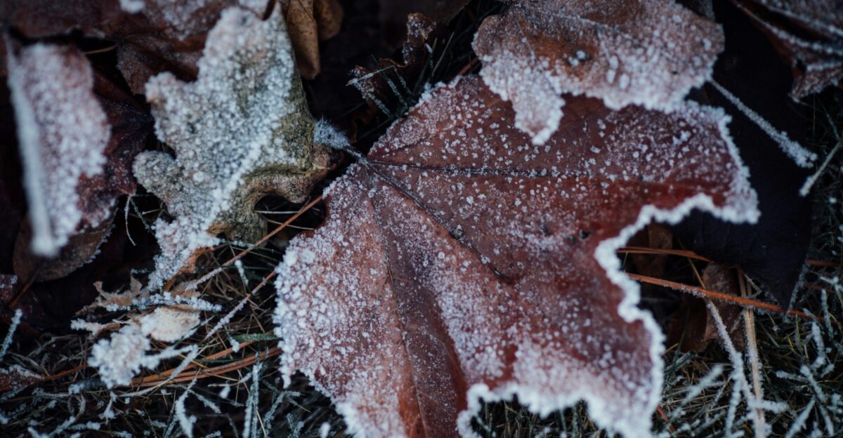 a frosty leaf laying on the ground
