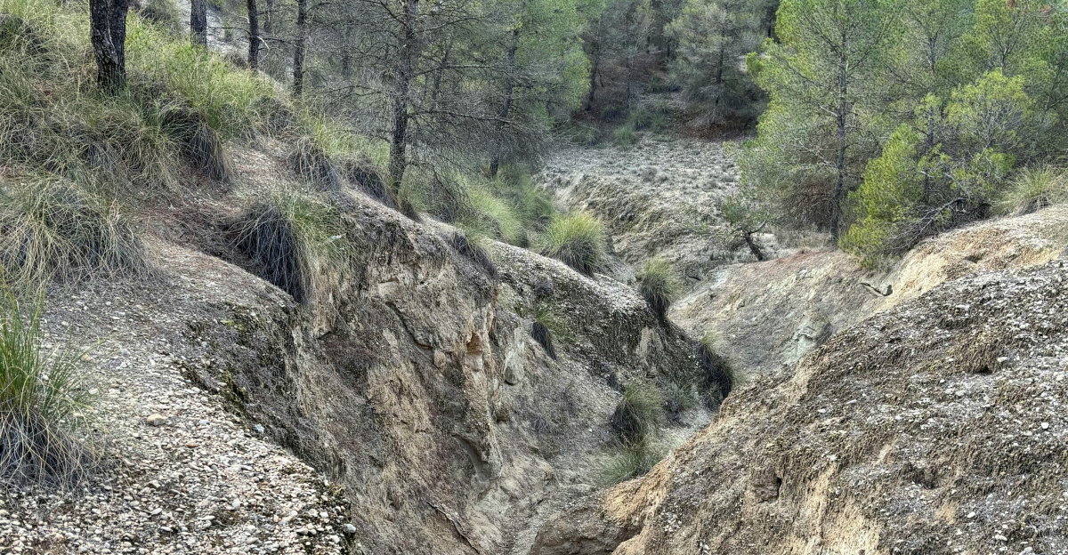 a dirt and grass area with trees in the background