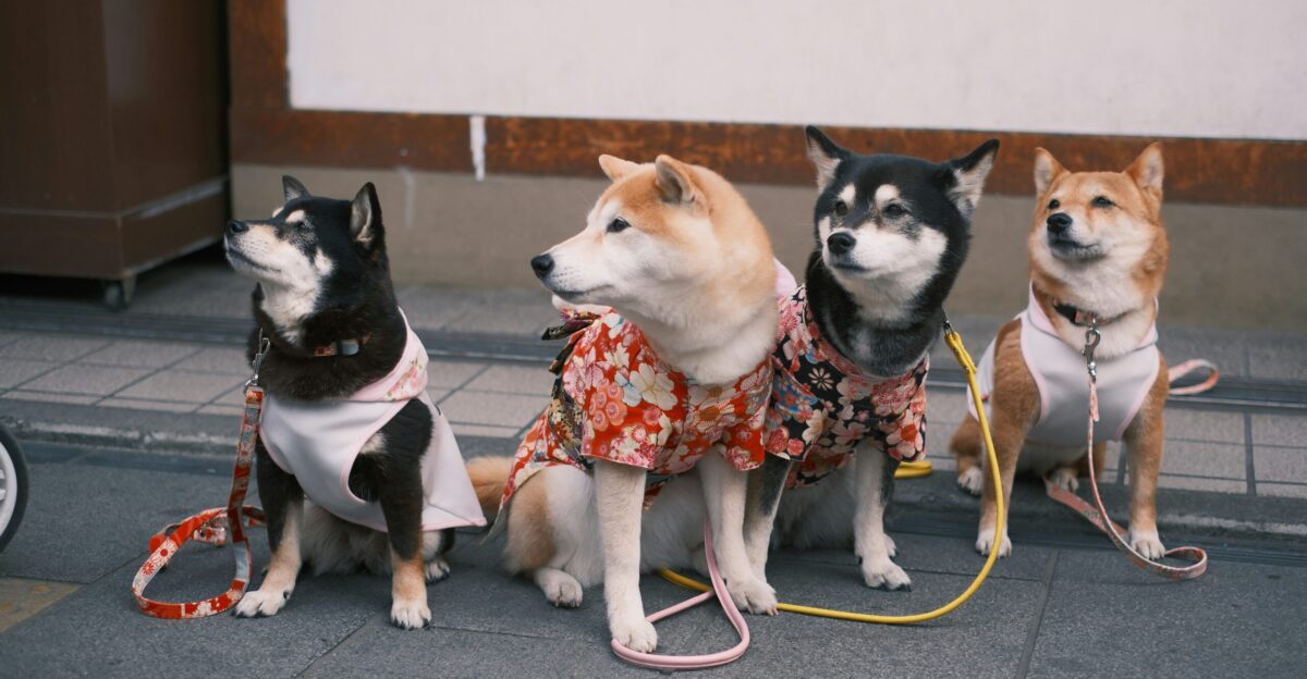 a group of four dogs sitting next to each other