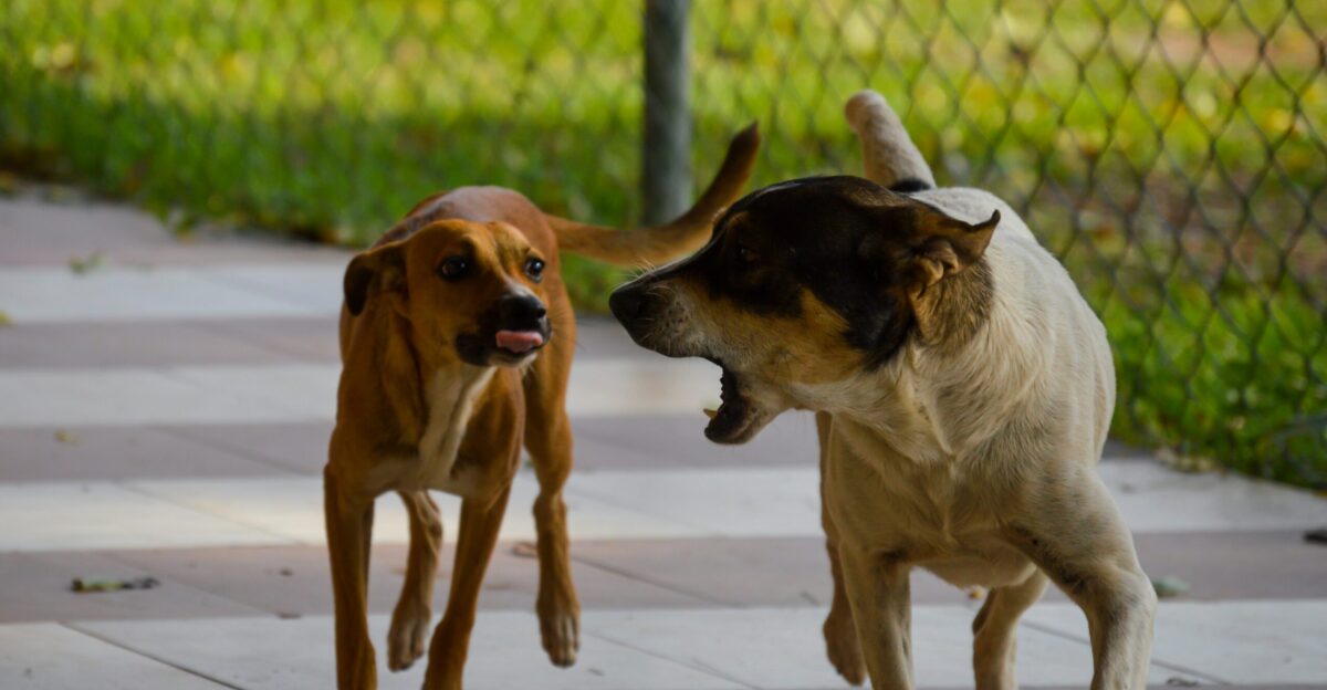 a couple of dogs playing with each other