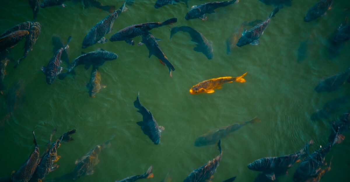 a large group of fish swimming in a pond