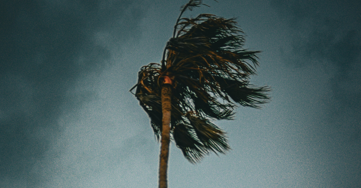 A palm tree blowing in the wind on a cloudy day