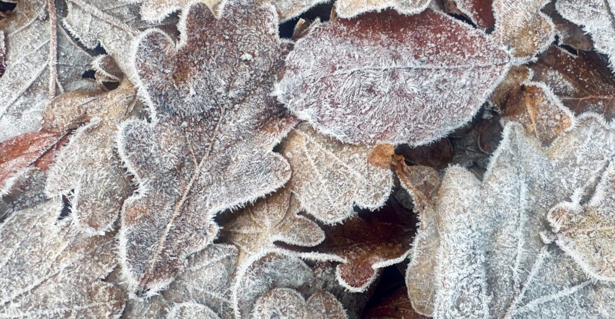 A bunch of frosted leaves on the ground