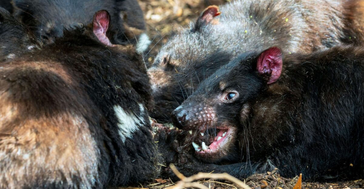 Tasmanian devils huddled together snarling