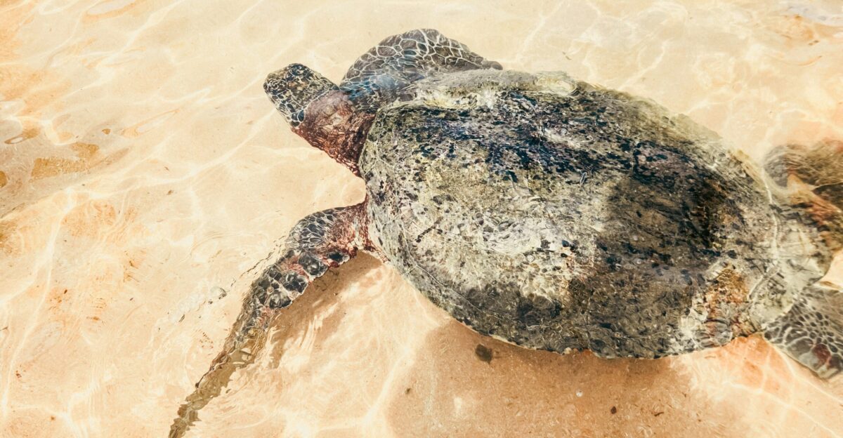 A sea turtle walks along the sandy shoreline