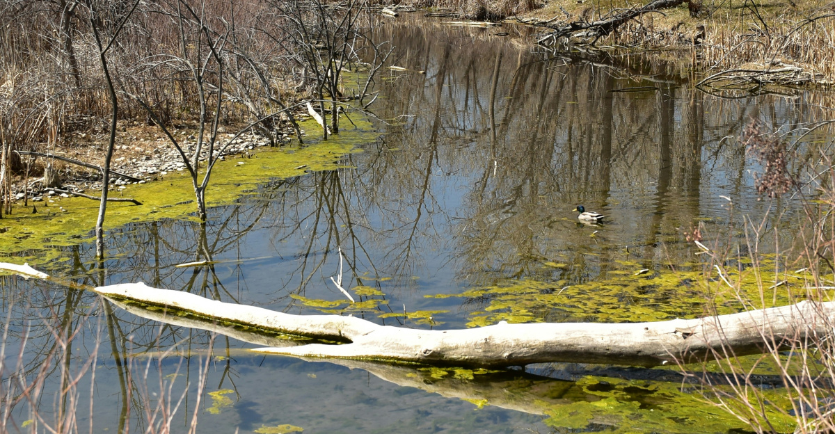 A calm pond with algae and reflections is shown.