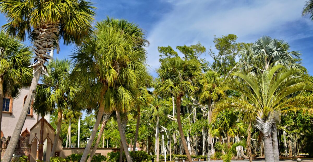 Palm trees stand tall against a bright blue sky