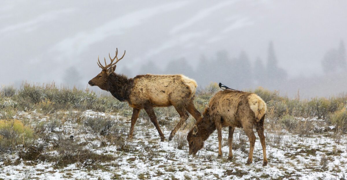 Two elk graze in a snowy misty landscape