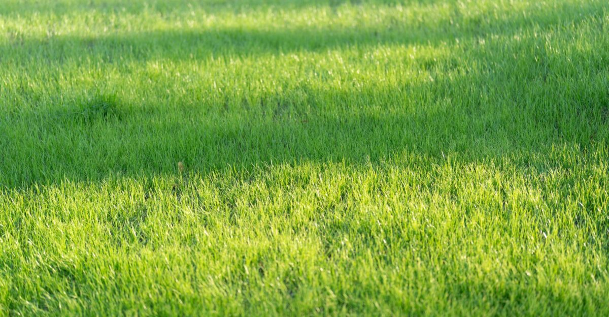 Green grass bathed in sunlight creates shadows
