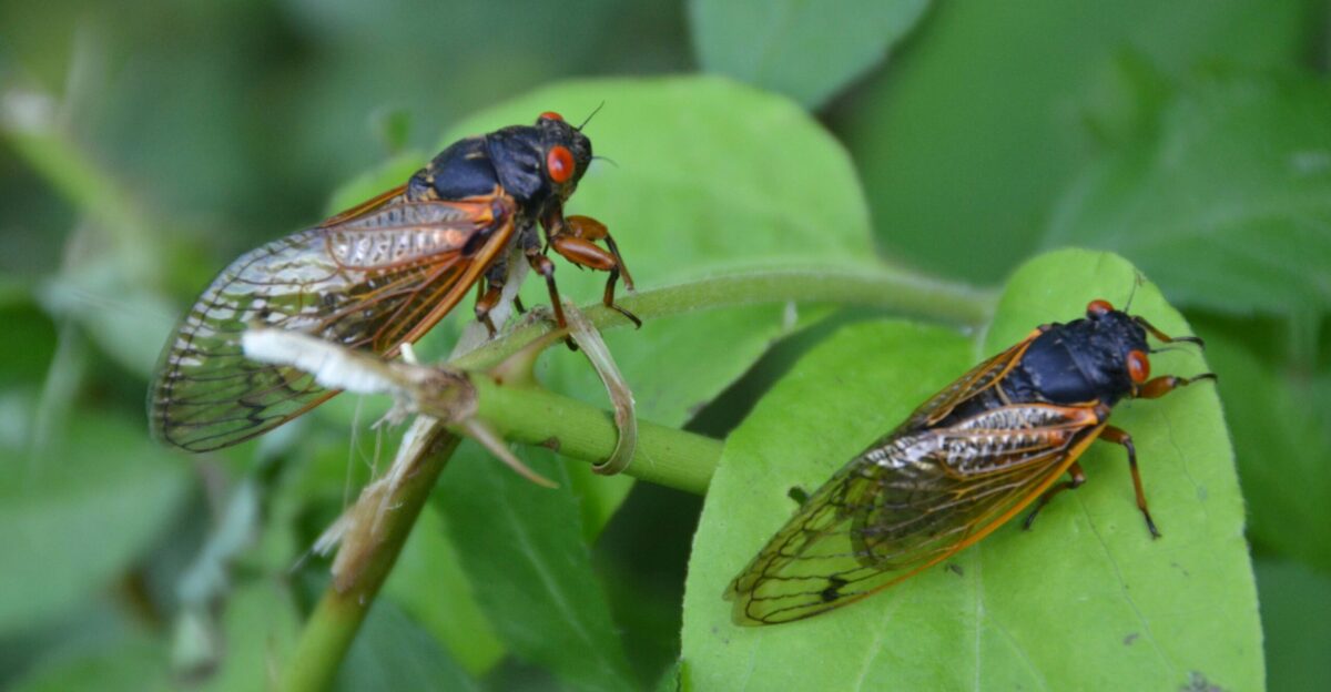 Two cicadas rest on green leaves