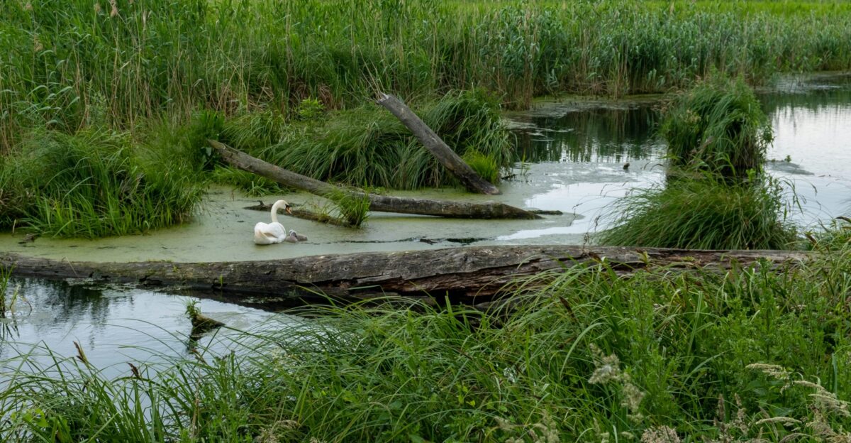 A swan swims in a swampy waterway