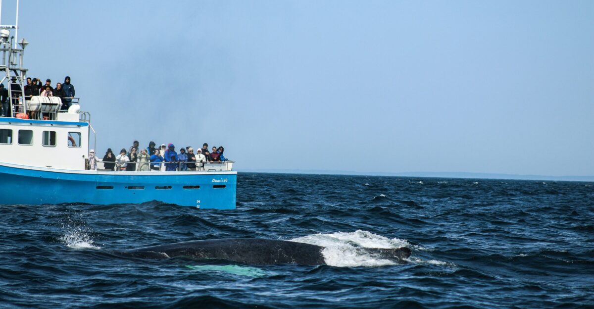 Whale watchers observe a whale surfacing near the boat