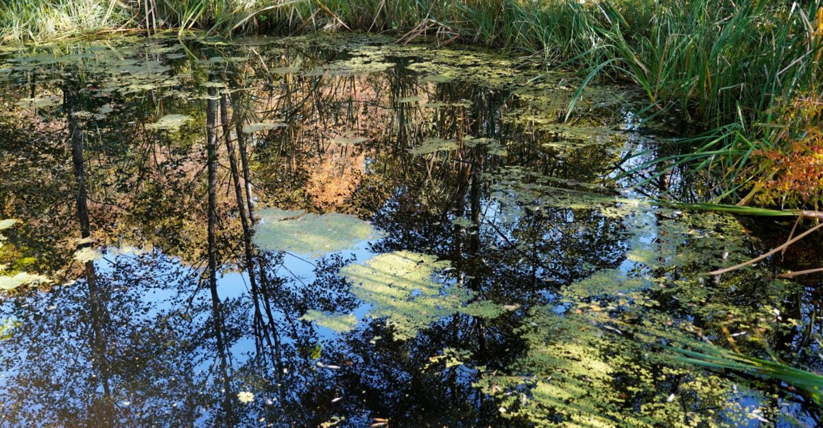 Reflections of trees and sky in a calm murky pond
