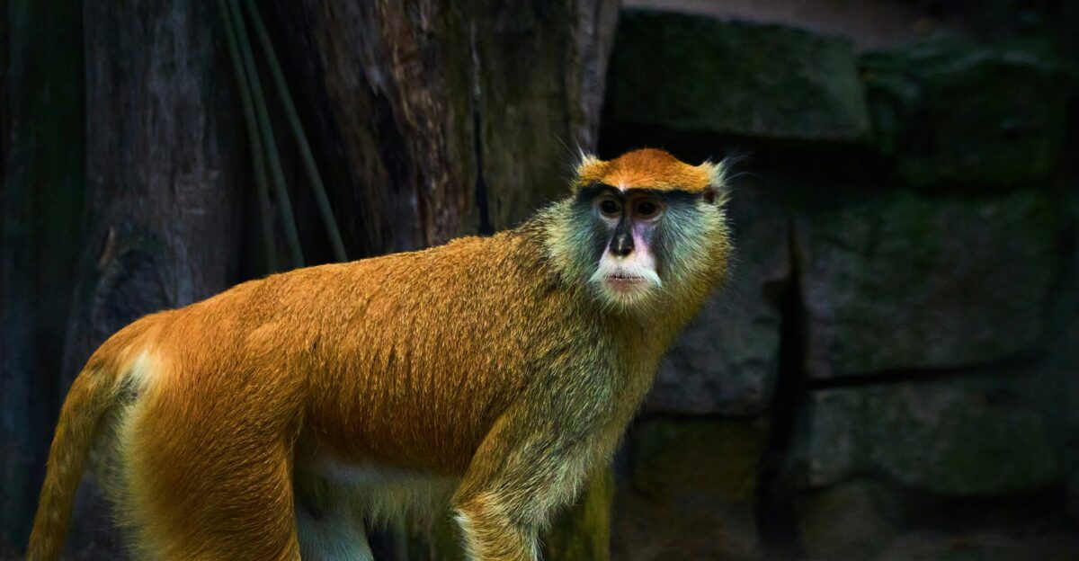 A patas monkey stands in a rocky enclosure