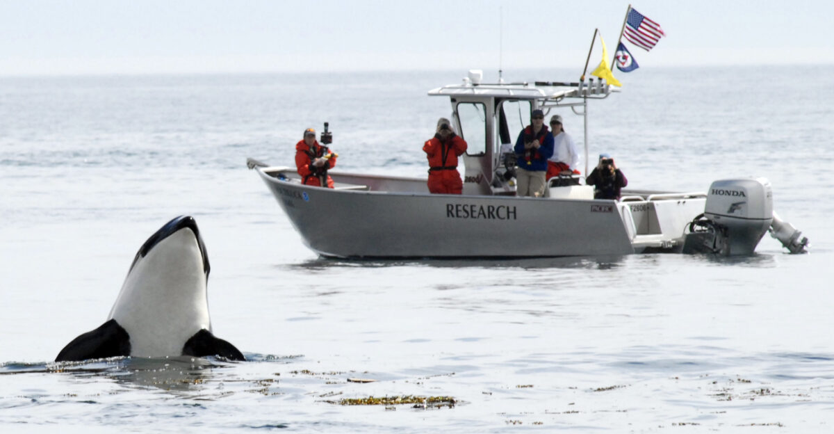 Southern Resident killer whales suffered a significant population decline in the late 1990s and are now listed as endangered under the U S Endangered Species Act Killer whales are exposed to disturbances from commercial and private vessels during the summer whale watch season and whether such vessels change killer whale behavior is still unknown In July 2006 the crew aboard the National Marine Fisheries Service vessel Noctiluca observed a spy hopping Southern Resident killer whale off San Juan Island Washington The Northwest Fisheries Science Center s marine mammal program also conducts innovative research to better understand killer whale ecology taxonomy physiology and behavior Shown from left Deborah Giles Erin Ashe Dr Dawn Noren Jaclyn Daly and Dara Rehder