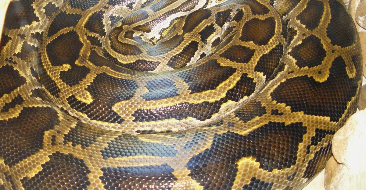 Burmese python Python bivittatus Tigrovyy piton