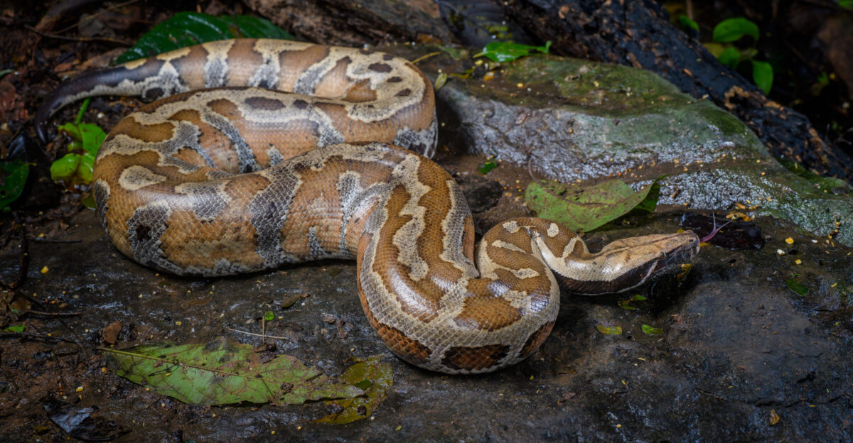 Python brongersmai Brongersma s short-tailed python - Kaeng Krachan National Park Thailand