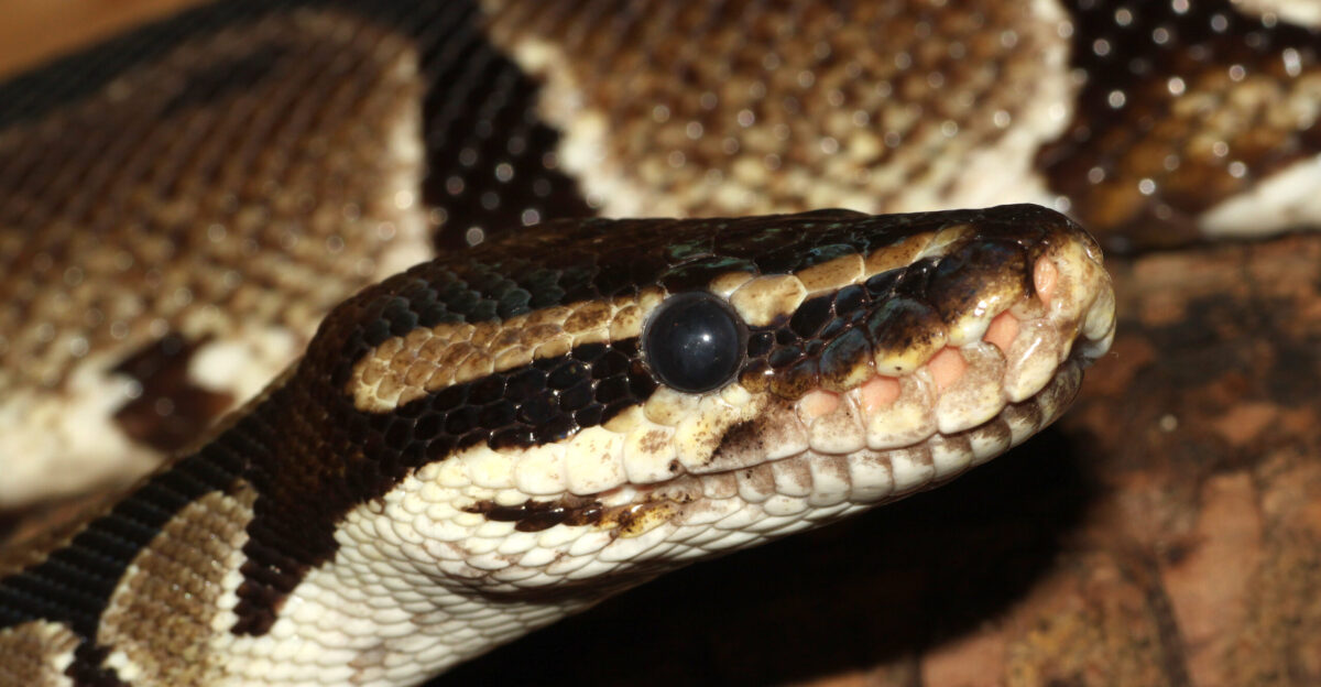 Royal Python or Ball python Python regius Family Boidae Location Germany Neu-Ulm Reptilienzoo