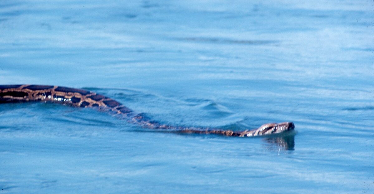 35 mm slide color Scientific Classification Kingdom Animalia Phylum Chordata Class Reptilia Order Squamata Family Boidae Genus unavailable Genus species unavailable Animal characteristics Head-Body Length most species around 1 m Identification The python usually has two rows of sub-caudal scales and anal spurs This type of snake is known for its large size Habitat Tropics and subtropics Diet Carnivore Reproduction Pythons lay eggs that develop and hatch outside of the mother s body A few species will incubate their eggs Status Many species are endangered due to habitat destruction and the demand for snake skin leather