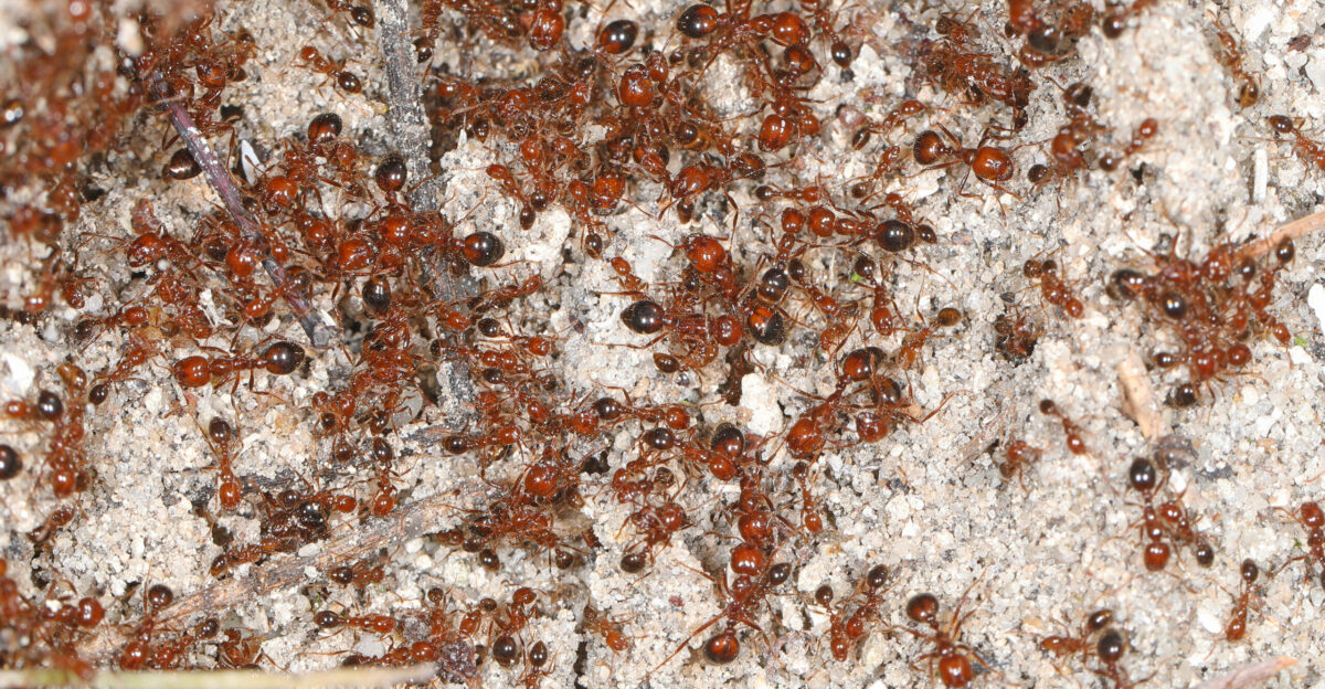 Red Imported Fire Ant - Solenopsis invicta Okaloacoochee Slough State Forest Felda Florida February 6 2022