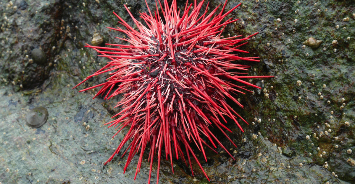 Red Sea Urchin by Lawson Harbour British Columbia Canada