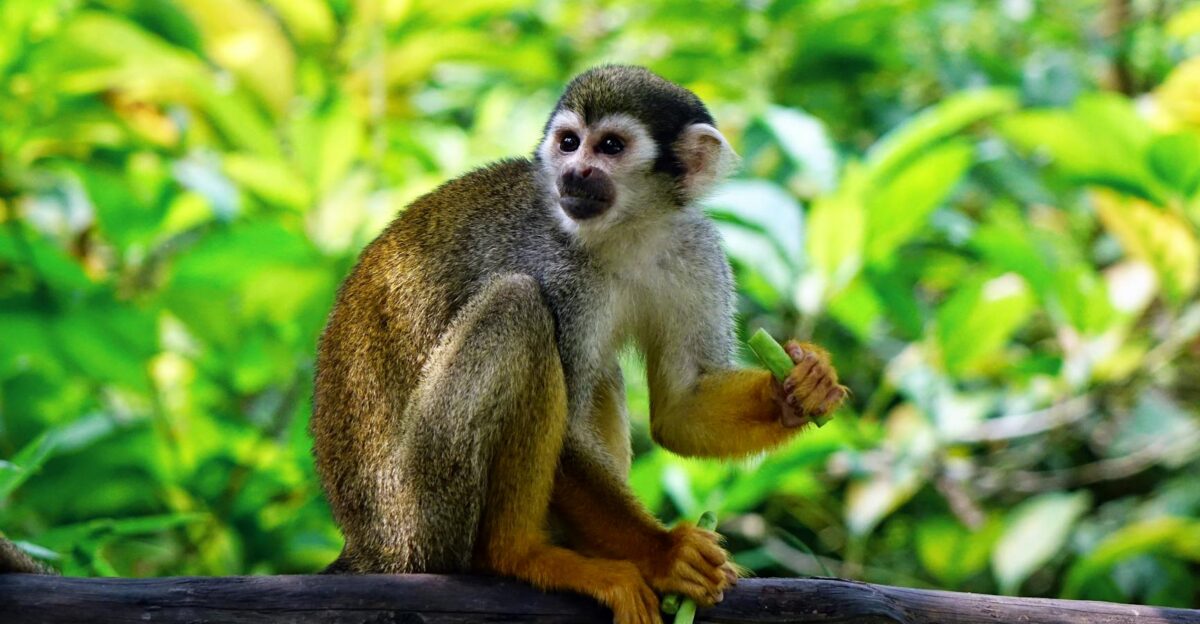 Squirrel monkey perched on a tree branch surrounded by verdant jungle foliage