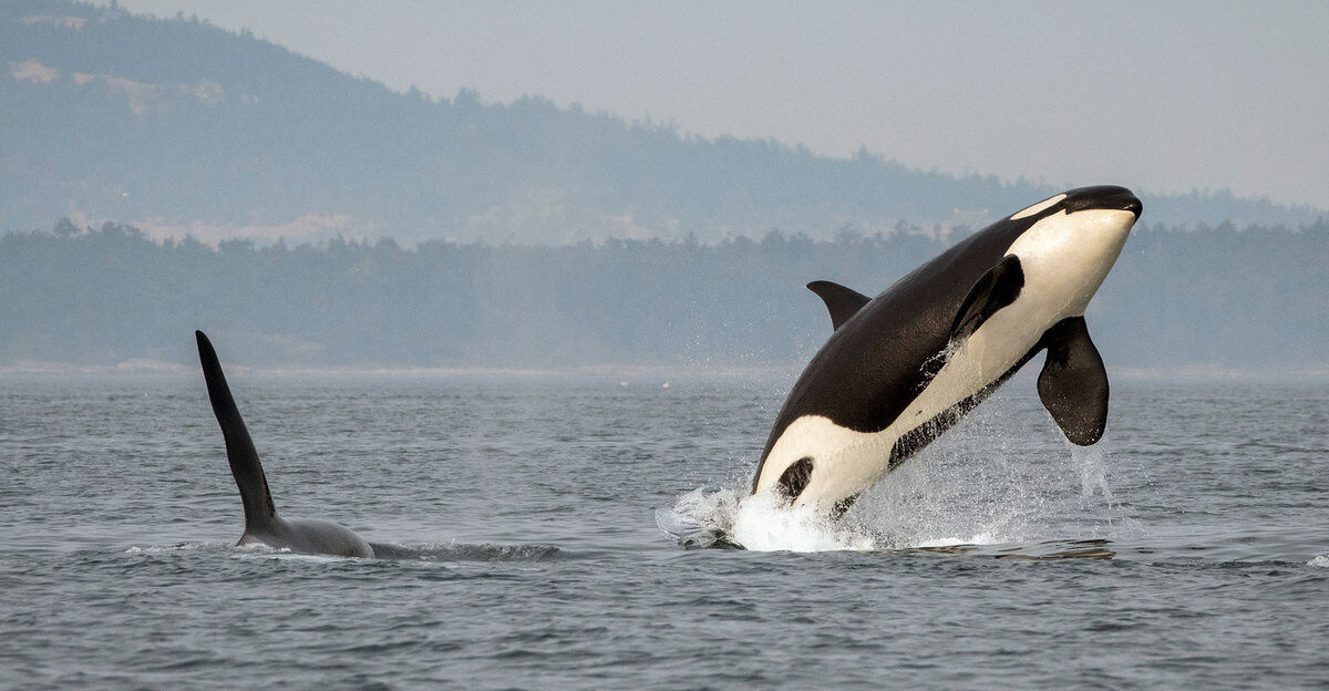 Southern Resident killer whale J16 breaches near San Juan Island in Washington while J26 swims nearby
