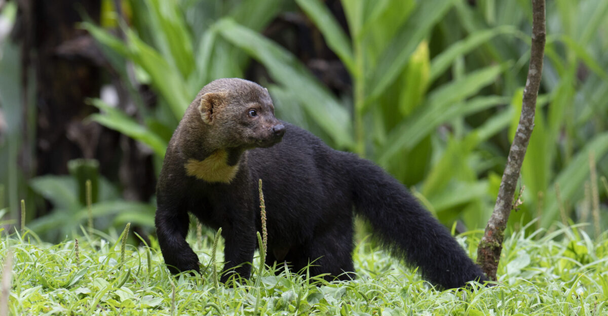 File Tayra - Male Brazil jpg - Wikimedia Commons