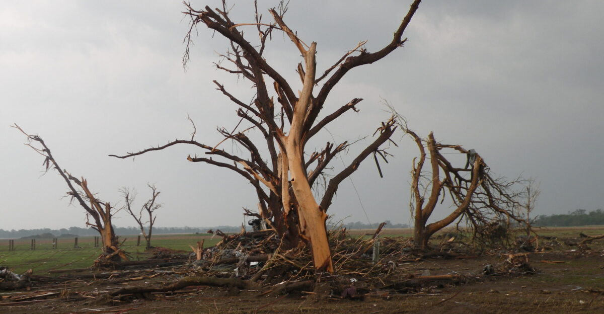 File Tree debarked by EF5 tornado jpg - Wikimedia Commons