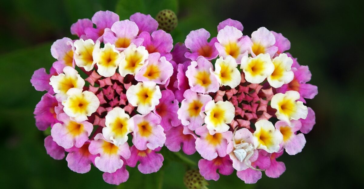Twin Lantana camara Patty Wankler with crab spider Misumenoides formocipes waiting for prey