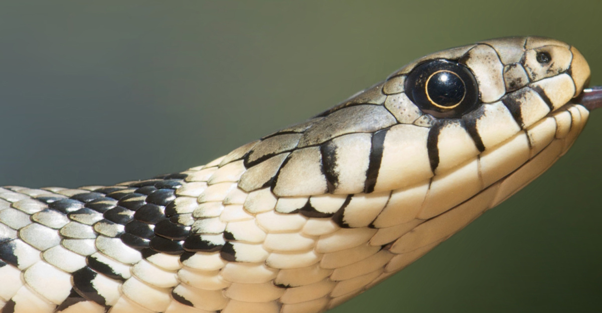 The <a href="https://en.wikipedia.org/wiki/Barred_grass_snake" class="extiw" title="en:Barred grass snake">Barred grass snake</a> (<i>Natrix helvetica</i>), sometimes called the Ringed Snake or Water Snake is a non-venomous snake. It is often found near water and feeds almost exclusively on <a href="https://en.wikipedia.org/wiki/Amphibian" class="extiw" title="en:Amphibian">amphibians</a>. The specimen in the picture is an adult female with a length of approximately one metre. Yellow skin tones are due to ambient light. Under neutral light the specimen is mainly grey/white.