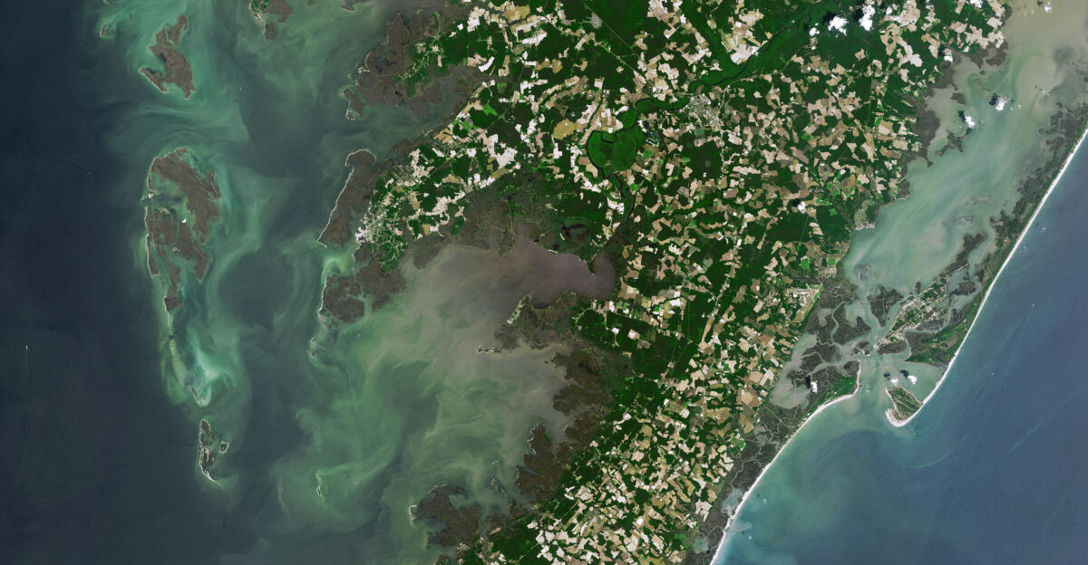 The surface of Earth is constantly changing and evolving Coastal barrier islands demonstrate such change faster than almost any other landscape Assateague Island stretches 37 miles 60 kilometers from north to south along the Atlantic coast of Maryland and Virginia As barrier islands go Assateague is quite dynamic Longshore currents mostly flow south along this part of the coast carrying sand to the south So Assateague Island is steadily relentlessly losing mass at its north end near Ocean City Maryland and gaining it on the south end near Tom s Cove Assateague also shelters two other islands Chincoteague and Wallops in a rare example of overlapping duplexed barrier islands Major storms such as hurricanes and nor easters sporadically and dramatically move sand from the ocean-facing side of Assateague to its land-facing side into inlets and bays and onto the shores of Chincoteague and Wallops This means all three islands are slowly marching toward a merger with the mainland This is how Assateague Island has been growing for approximately the past 2 000 years said Christopher Seminack a University of North Georgia geologist who has studied the area The island is growing to the south as sand shoals are migrating and welding onto the island You can see evidence of this from the linear features that appear to be welded onto the most southerly part And because the southern spit of Assateague acts as a sediment sink-the sediment is deposited there-it starves the barrier islands to the south of sand The natural-color images above acquired by Landsat satellites show change to Assateague Chincoteague and Wallops islands across three decades The first left image was acquired by Landsat 5 on June 20 1985 the second image shows the same area as observed by Landsat 8 on June 2 2019 Some of the color differences are related to the different sensors and likely different tidal stages at the time of each image Note the southwestward migration of Assateague Island and especially the substantial growth of vegetation on the southern spit Just across the inlet the east side of Wallops Island has bulged markedly Changes in buildings and infrastructure are a bit more subtle Activity has increased at NASA s Wallops Flight Facility in recent decades a new causeway bridge was built to Chincoteague and more seasonal property and tourist business has sprung up in the area But according to census estimates the year-round population of Chincoteague has actually dropped since the 1980s Through all of the changes wild ponies have stuck around on the islands for several hundred years as the sand has moved under their feet Legend has it that some of the original ponies arrived from the shipwreck of a Spanish galleon though more likely they were left abandoned on the island by settlers and farmers About 150 feral ponies live on the Maryland portion of Assateague and are kept relatively wild without much human intervention Another 150 live on the Virginia side and are owned by the Chincoteague Volunteer Fire Company which provides medical checkups twice a year and auctions off several ponies each summer to raise money and maintain a steady population All of the horses have adapted to eating salt marsh grasses and brush I spend a lot of time going in and out of Chincoteague inlet on my boat and I have watched the inlet and islands change pretty dramatically over the past 20 years said Kyle Krabill a research engineer at NASA s Wallops Flight Facility Krabill his colleagues and his father have been observing these shores for decades as they have tested lidar instruments that are ultimately used to study ice I have always been interested in these coastal processes and think it s really neat to watch them move around in our timescale
