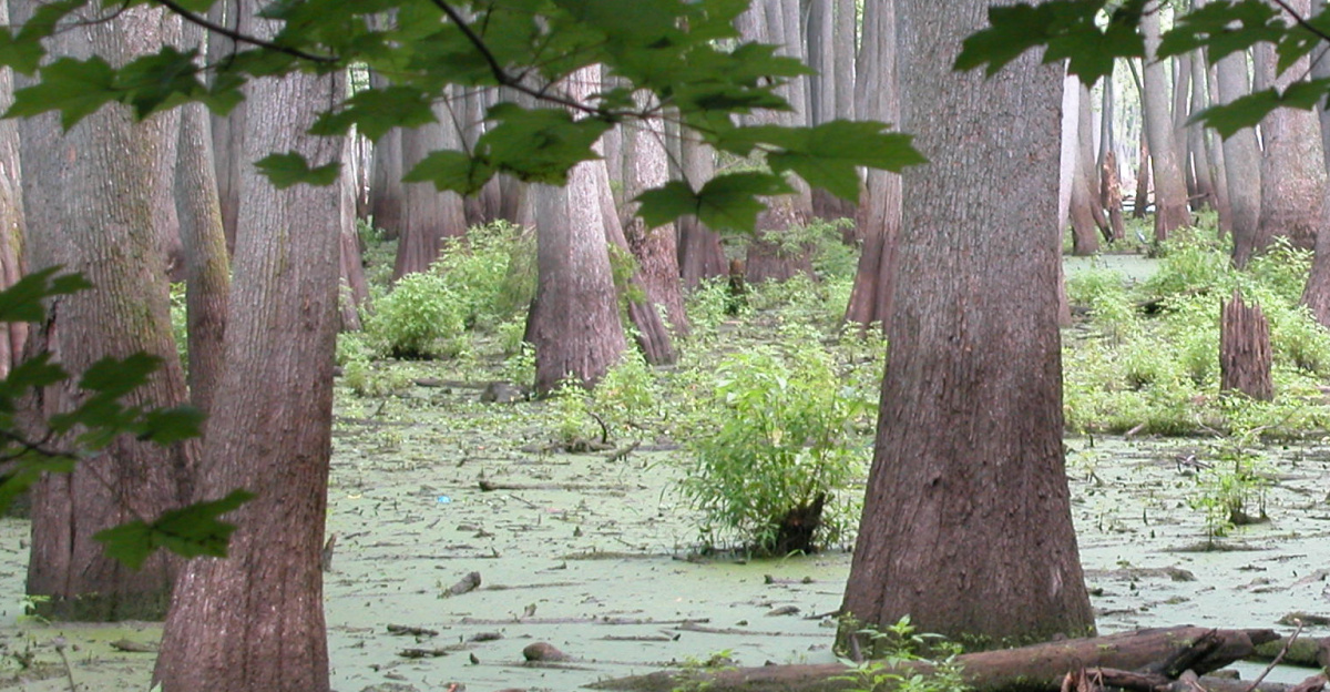 20030722 11 Cache River State Natural Area