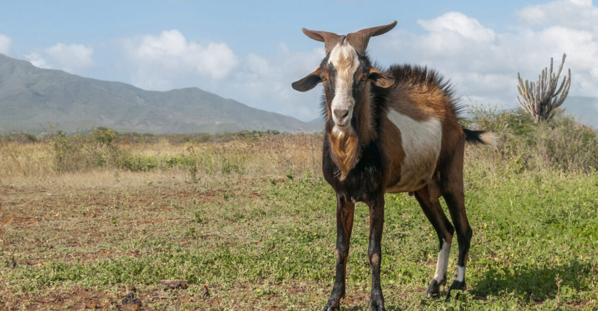 Male goat Capra aegagrus hircus isla Margarita Venezuela