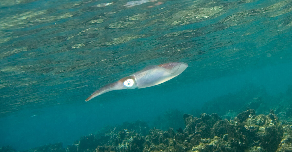 caribbean reef squid Sepioteuthis sepioidea