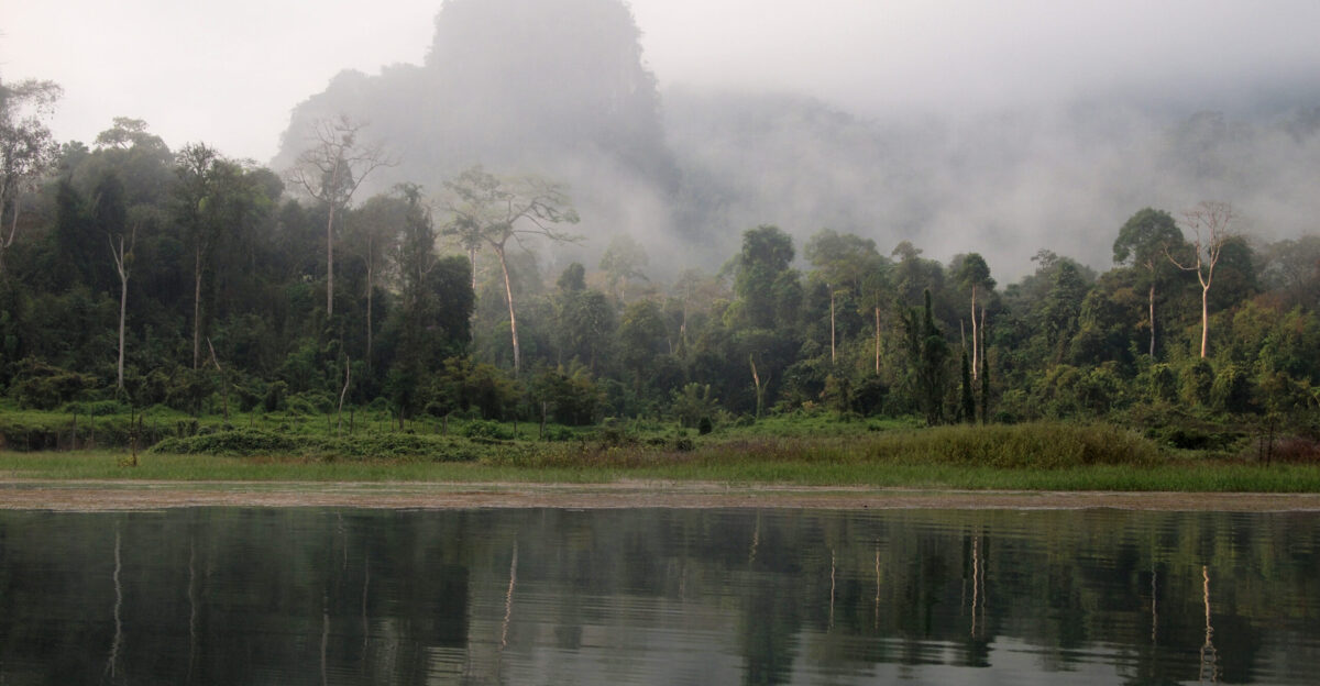 Rich flora diversification and very dense undergrowth 40 of all native trees in Thailand Most intact undisturbed wild natural areas left in Thailand This area is inhabited by a range of mammals such as tigers elephants tapirs and many monkey species birds such as hornbills pittas and great argus reptiles such as the king cobra reticulated python deadly pit vipers and flying lizards Cheow Lan lake Surat Thani Thailand