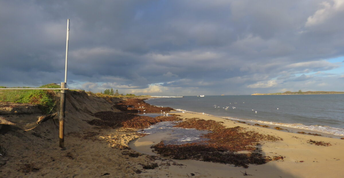 Coastal erosion at Shoalwater Bay beach Western Australia As evident from the walkway almost 2 metres of sand have been swept away from the beach and a lot of seaweed has been deposited on the beach
