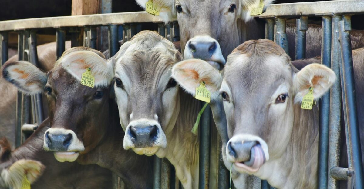 Close-up of four brown cows with ear tags standing in a barn eating grass