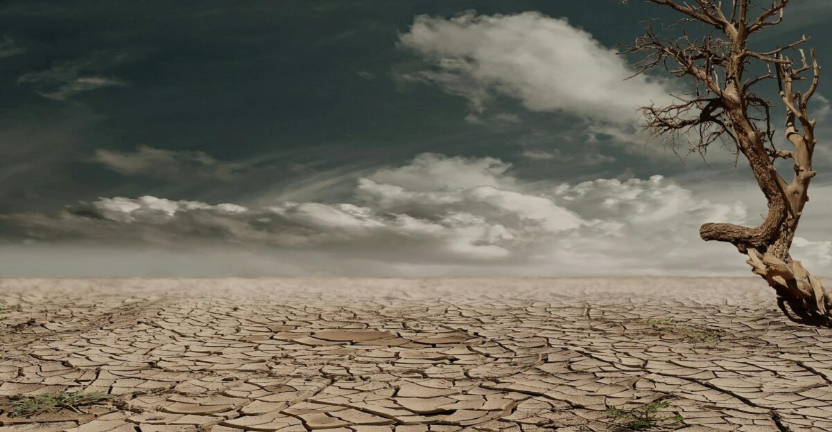 A solitary tree stands against a cracked arid landscape under a cloudy sky illustrating drought and desertification