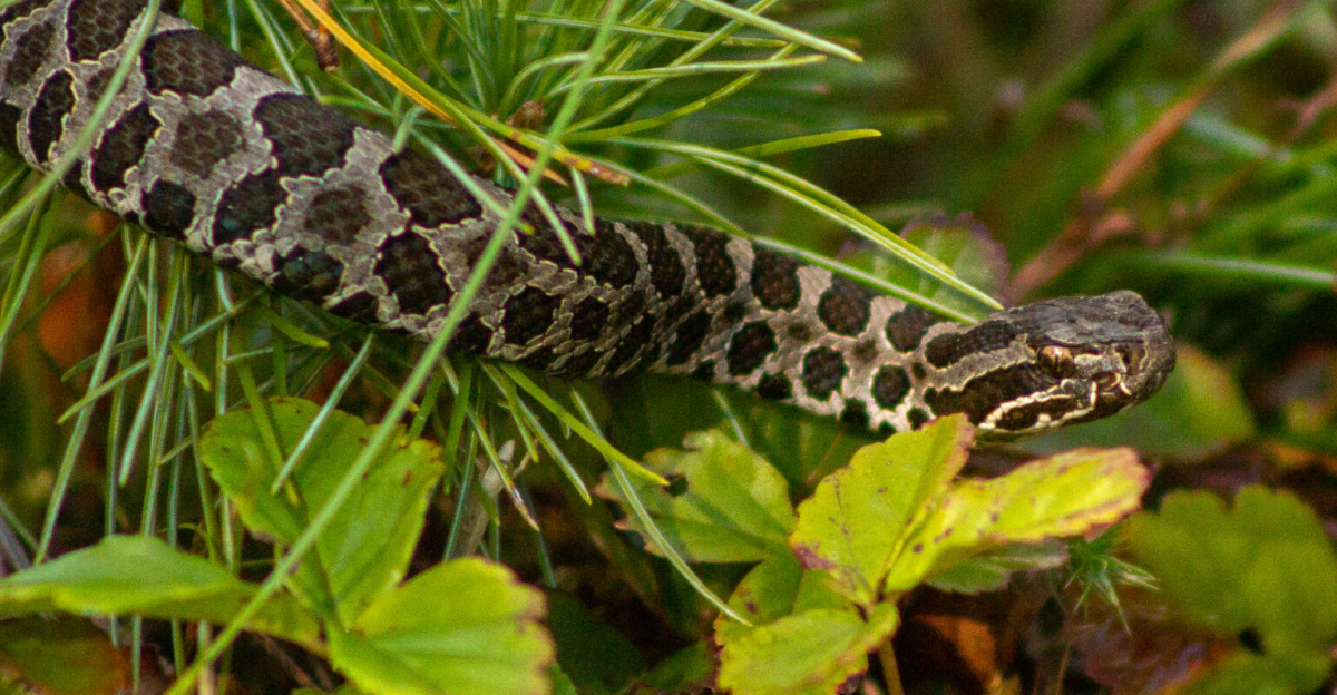 An eastern massasauga rattlesnake crawls over foliage.
Photo by Nathan Rathbun/USFWS.