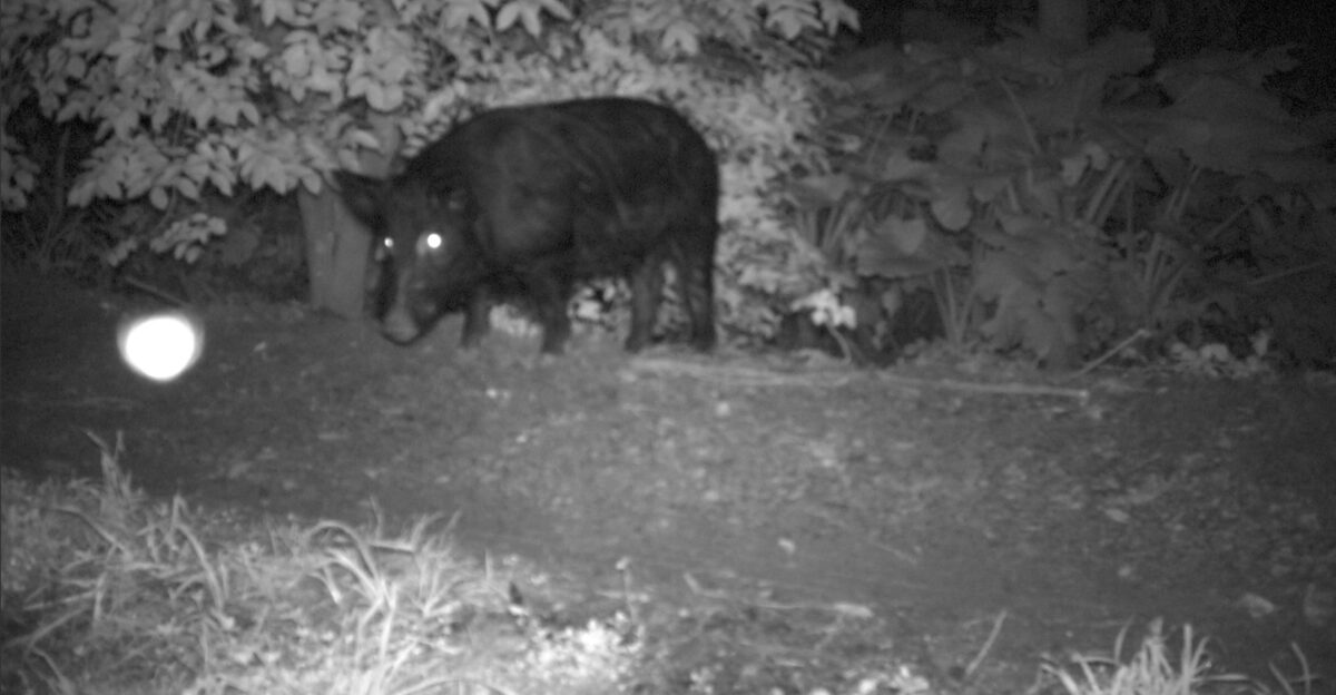 Shocked to find a feral Pig in Brisbane backyard