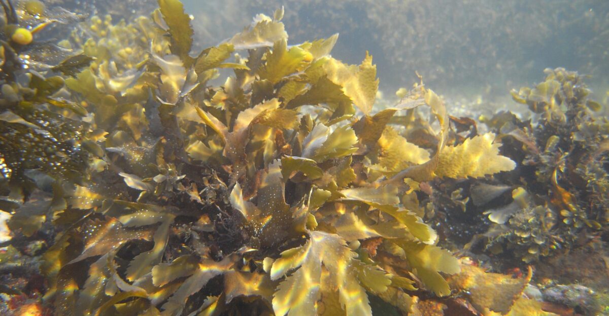 Seaweed - Wikipedia