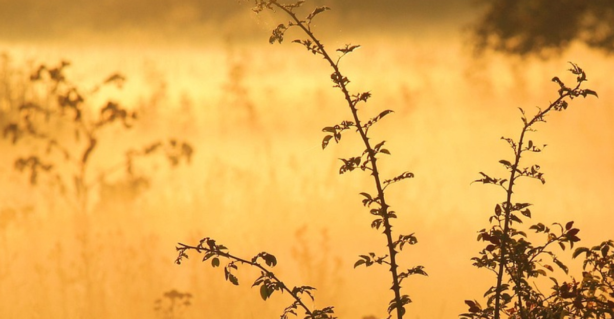 bushes, shrubs, sunrise, fog, foggy, foggy morning, haze, mist, misty, countryside, rural, nature, landscape, early morning