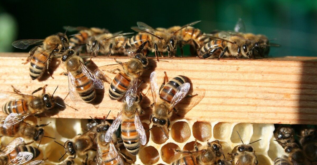 bees honeycomb hive beekeeping apiary honey insect entomology species apis mellifera european bee spring nature