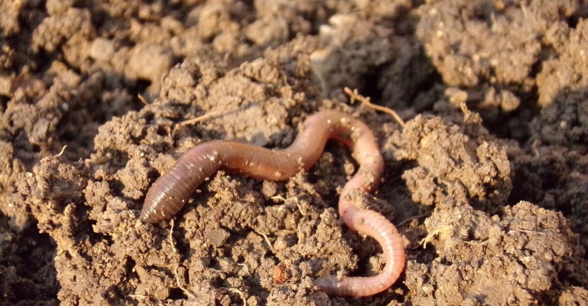 earthworm soil dirt macro earthworm earthworm earthworm earthworm earthworm soil
