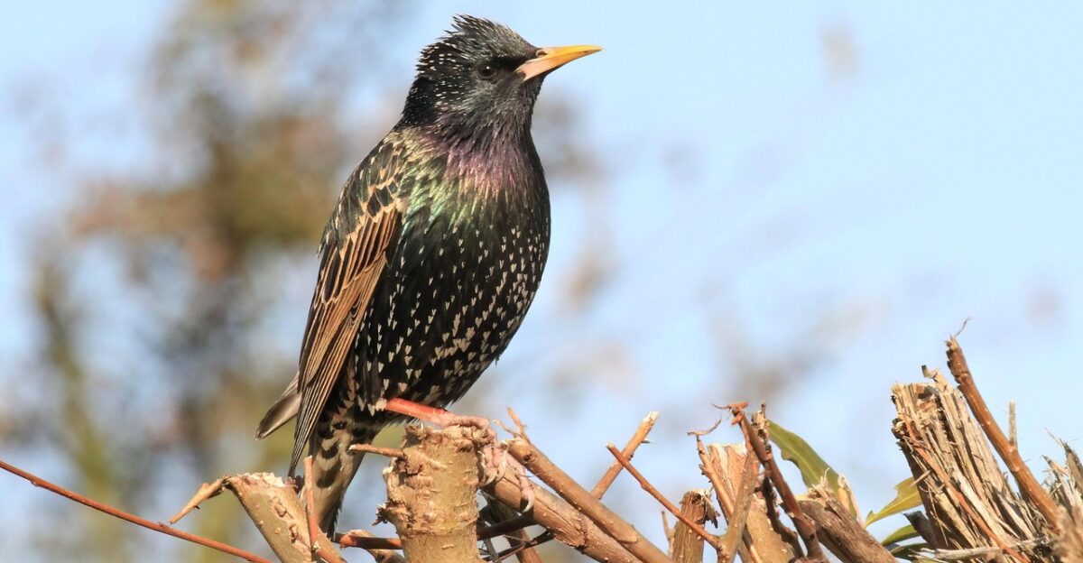 bird starling european starling plumage wildlife nature