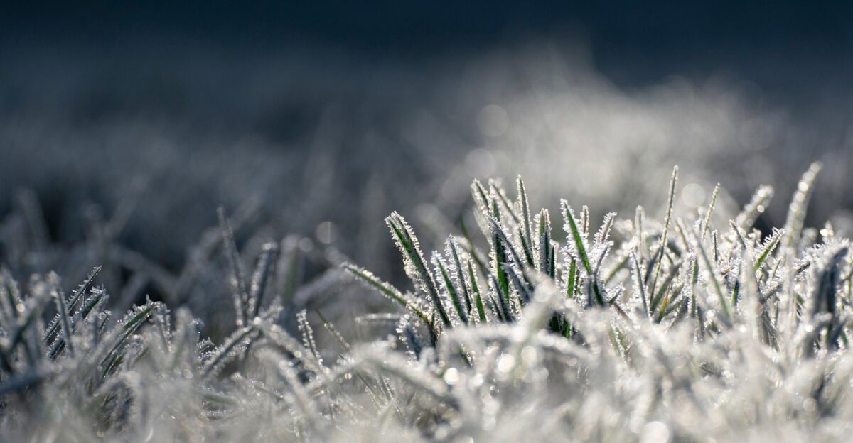 icing grass morning frost cold nature frost frozen illuminated shine reflection cold frost frost frost frost frost